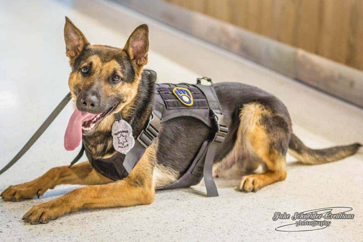 Milwaukee police k9