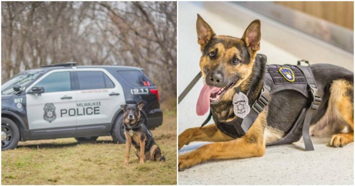 milwaukee police k9