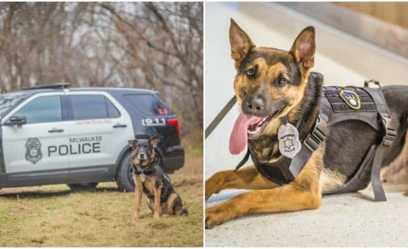 milwaukee police k9