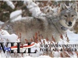 Wisconsin Wolf Hunt