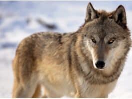Wisconsin wolf hunters Wisconsin's Wolf Hunt