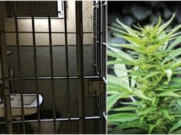 marijuana prison statistics