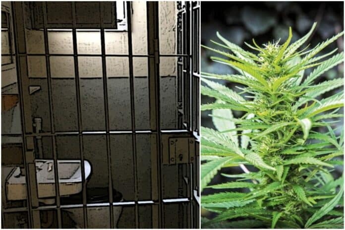 marijuana prison statistics