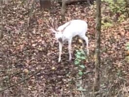 Albino Buck luke piwowarczyk