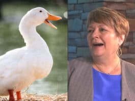 Janet Protasiewicz Ducks