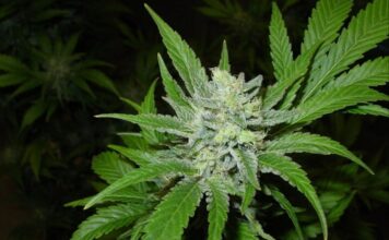 Robin Vos: Medical Marijuana Not Going to Happen This Year