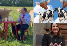 Democrat Bulls Identify as Cows & Dianne Hesselbein Takes a Shiv to Taxpayers With a Silken Smile