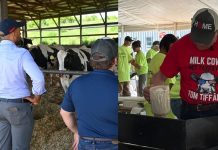 Old McDonald Had a Farm, But Tom Tiffany Really Grew Up on One