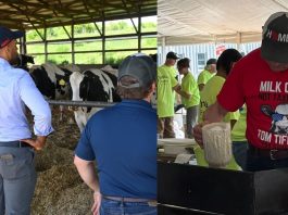 Old McDonald Had a Farm, But Tom Tiffany Really Grew Up on One