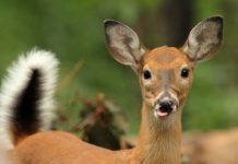 EHD: Wisconsin Tracking Deer Disease Outbreak, Says it’s ‘Spreading’