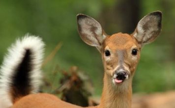 EHD: Wisconsin Tracking Deer Disease Outbreak, Says it’s ‘Spreading’